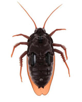 Halloween Electric Prank Toy With Infrared Remote Control And Glowing Red Eyes - Image 4